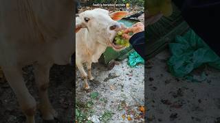 Heartwarming moments feeding homeless animals 🥺 [upl. by Oninotna]