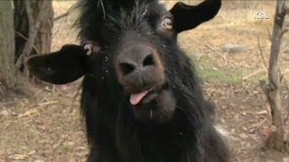 Anderson Cooper Goats trying to take over world [upl. by Isbella72]