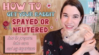 How to Prepare for Rabbit SPAYNEUTER  sharing my experience amp what to knowexpect [upl. by Adnole]