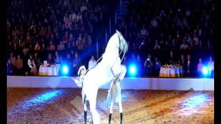 Lippizaner Hengst springt Kapriole in Zeitlupe  Lipizzaner stallion jumping caper in slow motion [upl. by Bibbie]