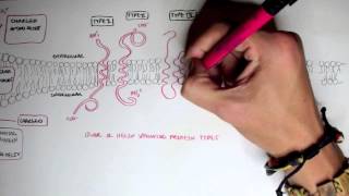 Membrane Proteins I [upl. by Einra]