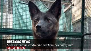 Scientists encountered for the first time Foxdog hybrid [upl. by Suellen504]