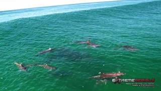 Dolphins in the Surf  Filmed like never before [upl. by Leinaj]