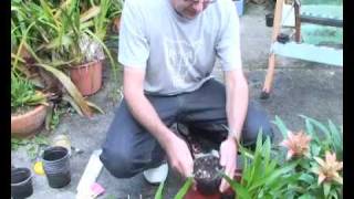 Bromeliads Online  How to plant pups [upl. by Allecram]