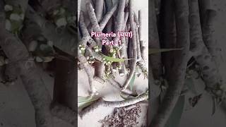 Plumeria चंपा plant all information trending gardengyan shorts ytshorts [upl. by Ahsaercal]