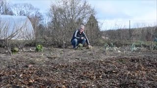 Le Potager du Paresseux  cest quoi ça  déjà le printemps [upl. by Shepp110]