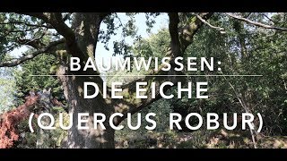 Die Eiche  Baumwissen [upl. by Ihcelek]