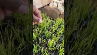 Fescue Grass Plugs in the Summer  Rhizomatous Tall Fescue [upl. by Netsuj969]