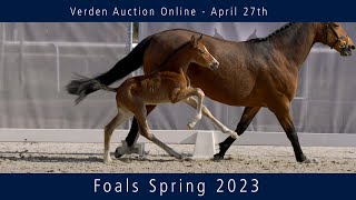 Verden Auction Online  Foals  on April 27 2023 [upl. by Ashlie]