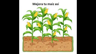 Importancia del cultivo de maíz  Agricultura Necesaria [upl. by Rotsen]