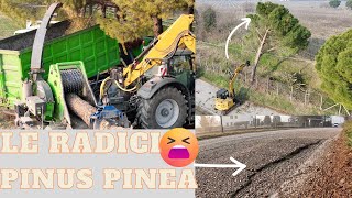 ABBATTIMENTO PINUS PINEA E CIPPATURA  PINUS PINEA FALLING AND WOOD CHIPPING [upl. by Ramed326]