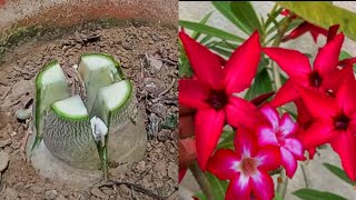 How To Multiple Graft ADENIUM  Grafting Technique On Desert Rose Plant [upl. by Brooke]