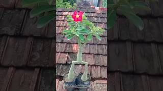 Adenium Combine Grafting Method shortvideo grafting shorts adenium [upl. by Yearwood]