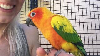 Sun Conure Talking  Lily [upl. by Sybilla]