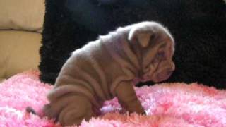 Chinese Shar Pei Lilac Female [upl. by Terriss748]