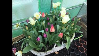 Planting Tulip Bulbs In Moses Basket UrduHindi [upl. by Artimid]