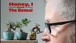 Bonsaify  Two Key Steps to Shrinking Your Mini Bonsai [upl. by Cornel]