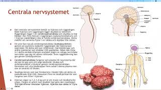 Nervsystemet  Biologi 2 100 p [upl. by Giuliana65]