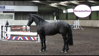 Friesian horse loose jumping at Yorkshire Equestrian Centre [upl. by Theresita825]