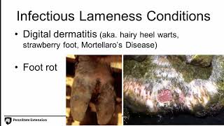 Preventing Lameness in Dairy Cattle [upl. by Airekat]