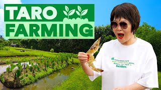 Taro Farming in Jurassic Park 🌱  One World in Hawaii [upl. by Lindo]