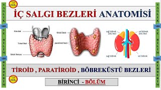 1 İç Salgı Bezleri Anatomisi  Tiroid Bezi  Paratiroid Bezi  Böbreküstü Bezi Genel özellikleri [upl. by Zack930]