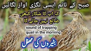 new quail morning sounds  morning quail  Bater ki Awaaz [upl. by Nahpos843]