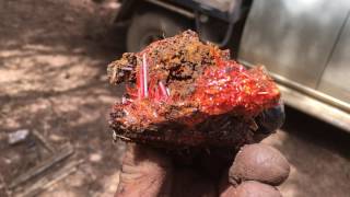 Crocoite from the RED LEAD MINE near Zeehan Tasmania [upl. by Fronnia]