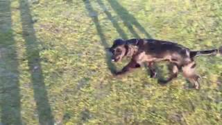 Gundog training Stop whistle cocker spaniel puppy [upl. by Also]