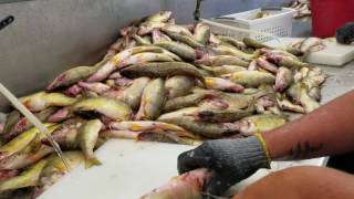 How to fillet yellow perch [upl. by Lahsiv468]