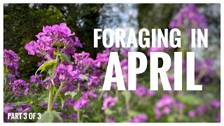 Foraging in April Part 3 of 4  UK Wildcrafts Monthly Foraging Calendar [upl. by Euhc664]