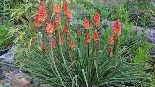 Kniphofia sp  Fackellilie Torch Lily [upl. by Leandre]