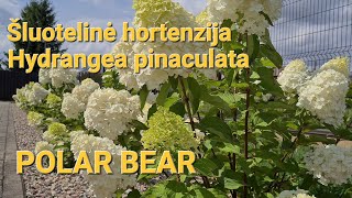 HYDRANGEA PINACULATA POLAR BEAR  Šluotelinė hortenzija  4K [upl. by Enineg213]