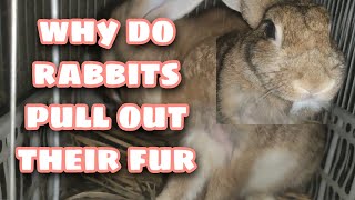 Why do Rabbits Pull Out Their FurRabbit Farming Facts and Care [upl. by Akcirret]