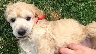 4 Week old Standard Poodle Puppies Play Date [upl. by Llehcsreh]