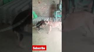 Garman shaft vs bullmastiff  garman shaft dog fight  bullmastiff dog fight short shortsvideo [upl. by Nylime]