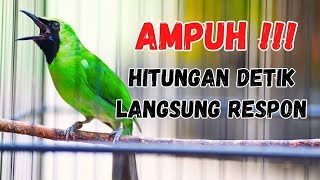 Langsung Mau Jamtrok  Cucak Ijo Gacor Full Isian Tembakan Ampuh Untuk Pancingan Cucak Ijo Lomba [upl. by Samira]