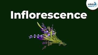 Types of Inflorescence  Morphology of Flowering Plants  Dont Memorise [upl. by Namaan]