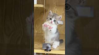 Cute Kitten❤️Niedliches Kätzchen❤️Gattino Adorabile❤️Милый Котёнок❤️かわいい子猫 Kawaii Koneko [upl. by Nosdrahcir]