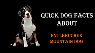 Quick Dog Facts About The Entlebucher Mountain Dog [upl. by Dugas206]