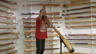 How To Imitate Animal Sounds On The Didgeridoo [upl. by Zebapda]