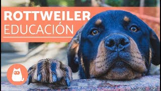 Cómo educar a un rottweiler [upl. by Gabey]