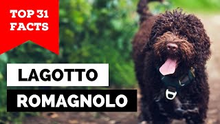 99 of Lagotto Romagnolo Owners Dont Know This [upl. by Esereht]