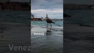 Gabbiano che cammina su le acque di Venezia Seagull Γλάρος που περπατά στα νερά της Βενετίας [upl. by Rednazxela]