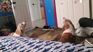 My Howling Basset Hounds [upl. by Marasco]