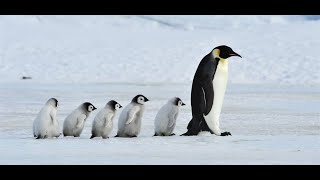 Antarctique à bord du Ponant présenté par un Guide Expédition Polaire  Voyages Rive Gauche [upl. by Ahsenit]