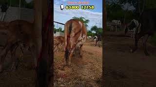 260824 காலையில் தான் கன்று ஈன்றது vivasayaarvalargal cowcow shortvideo shortsvideo shorts [upl. by Sukul]