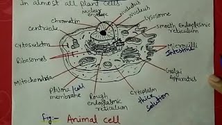 eukaryotic cell  structure and function part 1 [upl. by Selestina923]