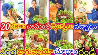 20 రకాల చామంతి మొక్కలు వచ్చాయి 🌱👌 ఎంత బాగున్నాయో రండి చూద్దాంSaplings plantation process part2 👌🌱🌼 [upl. by Ardnas]