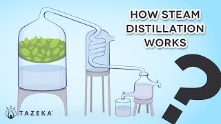 How Steam Distillation Works [upl. by Lemal528]